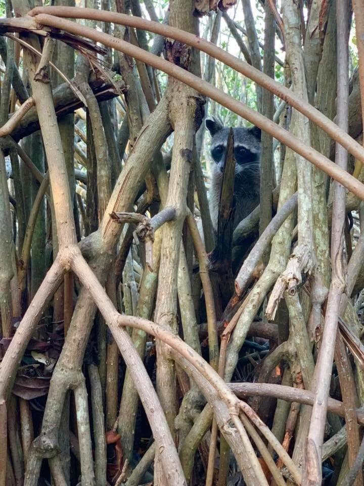 Cuatro Palmas House Villa Cartagena